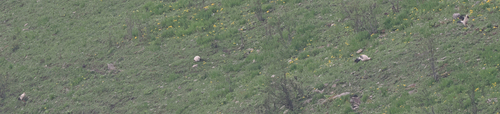 White Eared Pheasant (Crossoptilon crossoptilon), photo 5