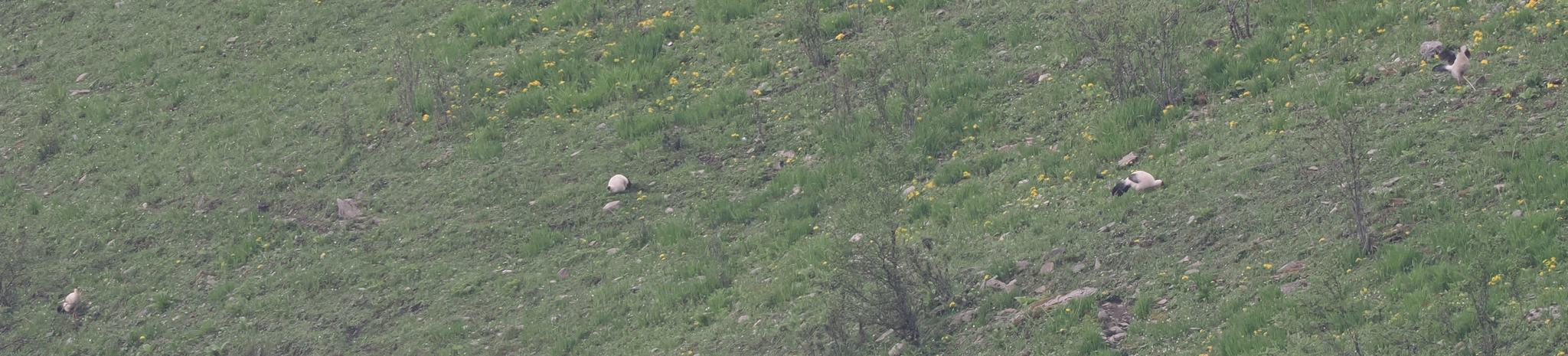 White Eared Pheasant
