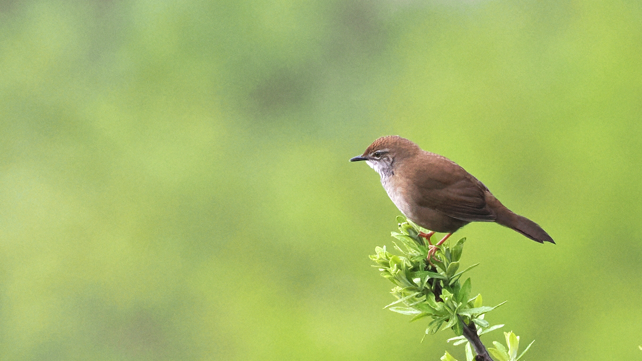 Spotted Bush Warbler