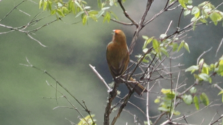 Crimson-browed Finch