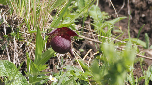 Tibetan Lady's Slipper Orchid (Cypripedium tibeticum)