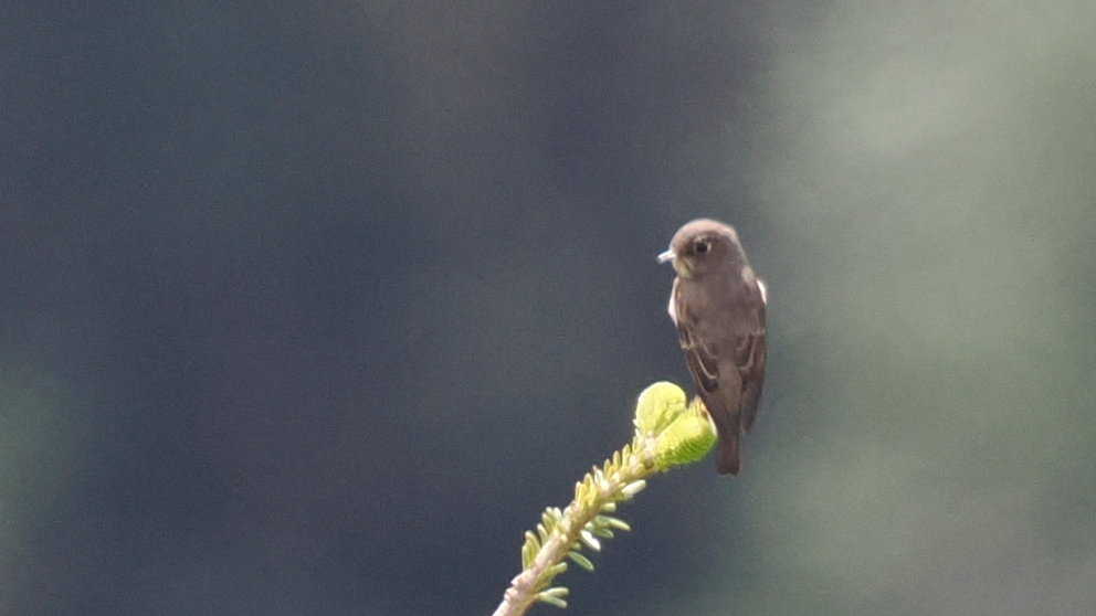 Dark-sided Flycatcher
