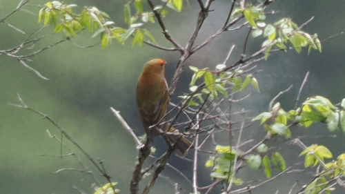 Crimson-browed Finch (Carpodacus subhimachalus), photo 5