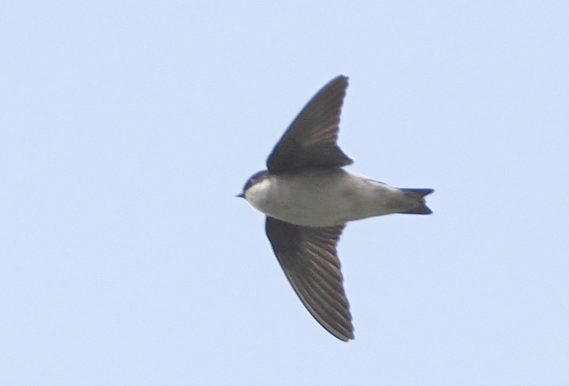 Asian House Martin
