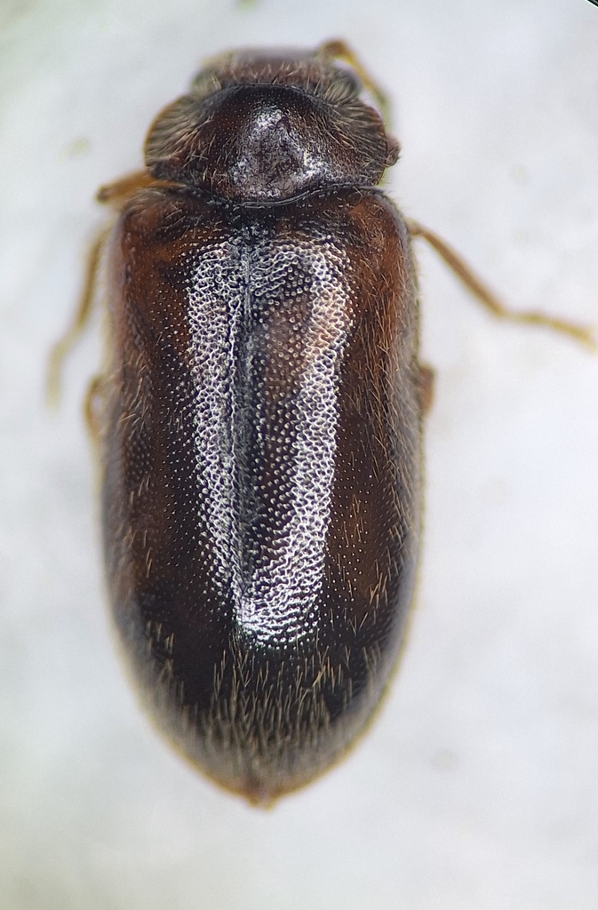 Hiekecyphon