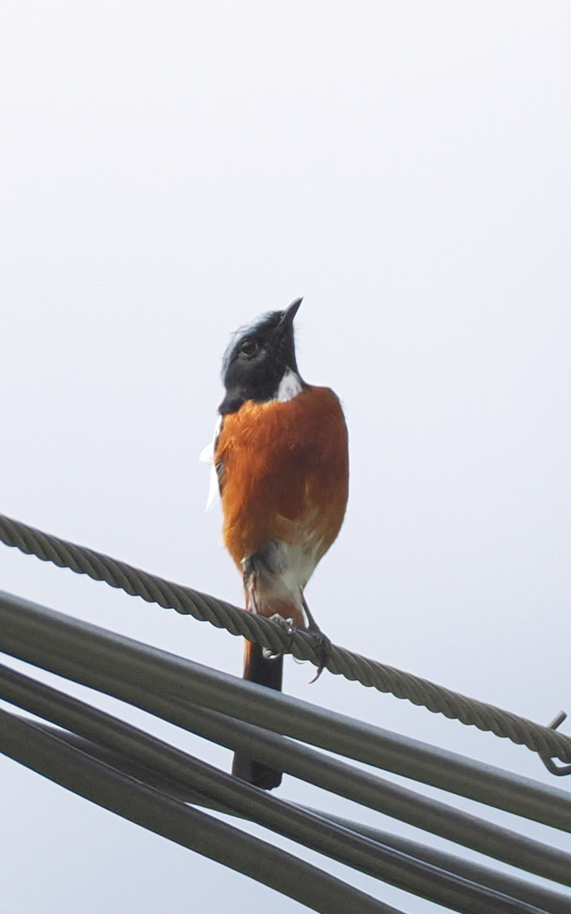 White-throated Redstart