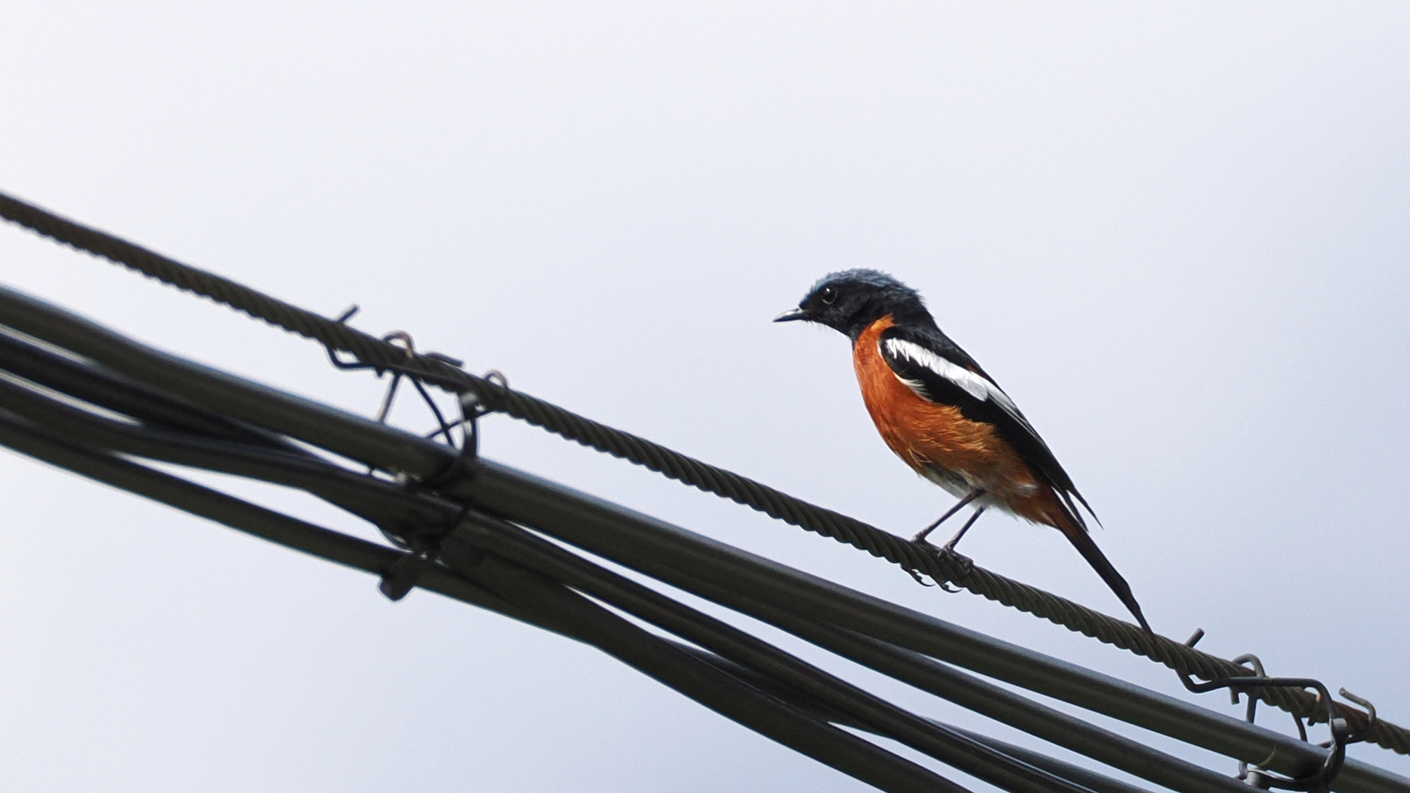 White-throated Redstart (Phoenicurus schisticeps), photo 2