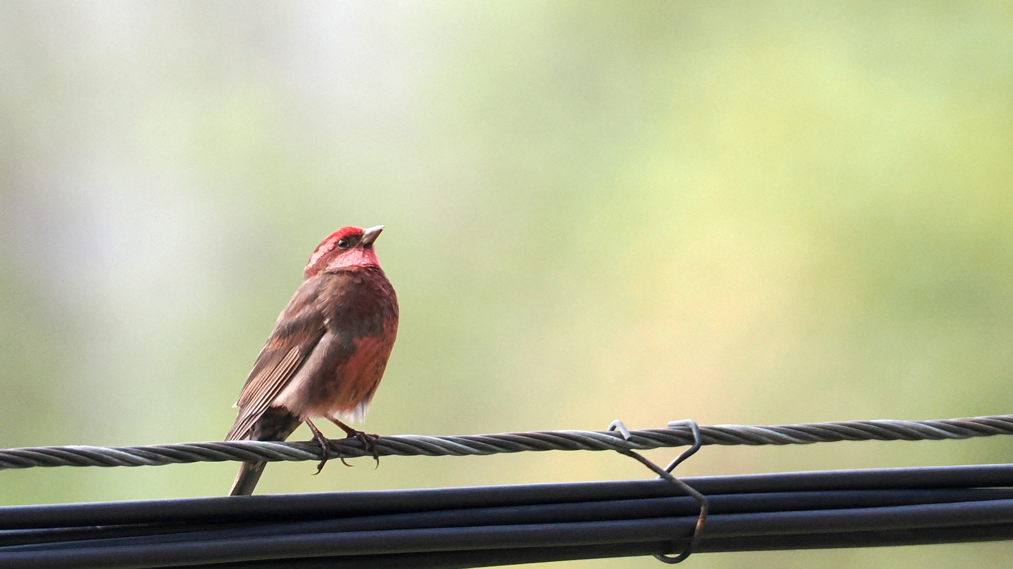 Dark-breasted Rosefinch