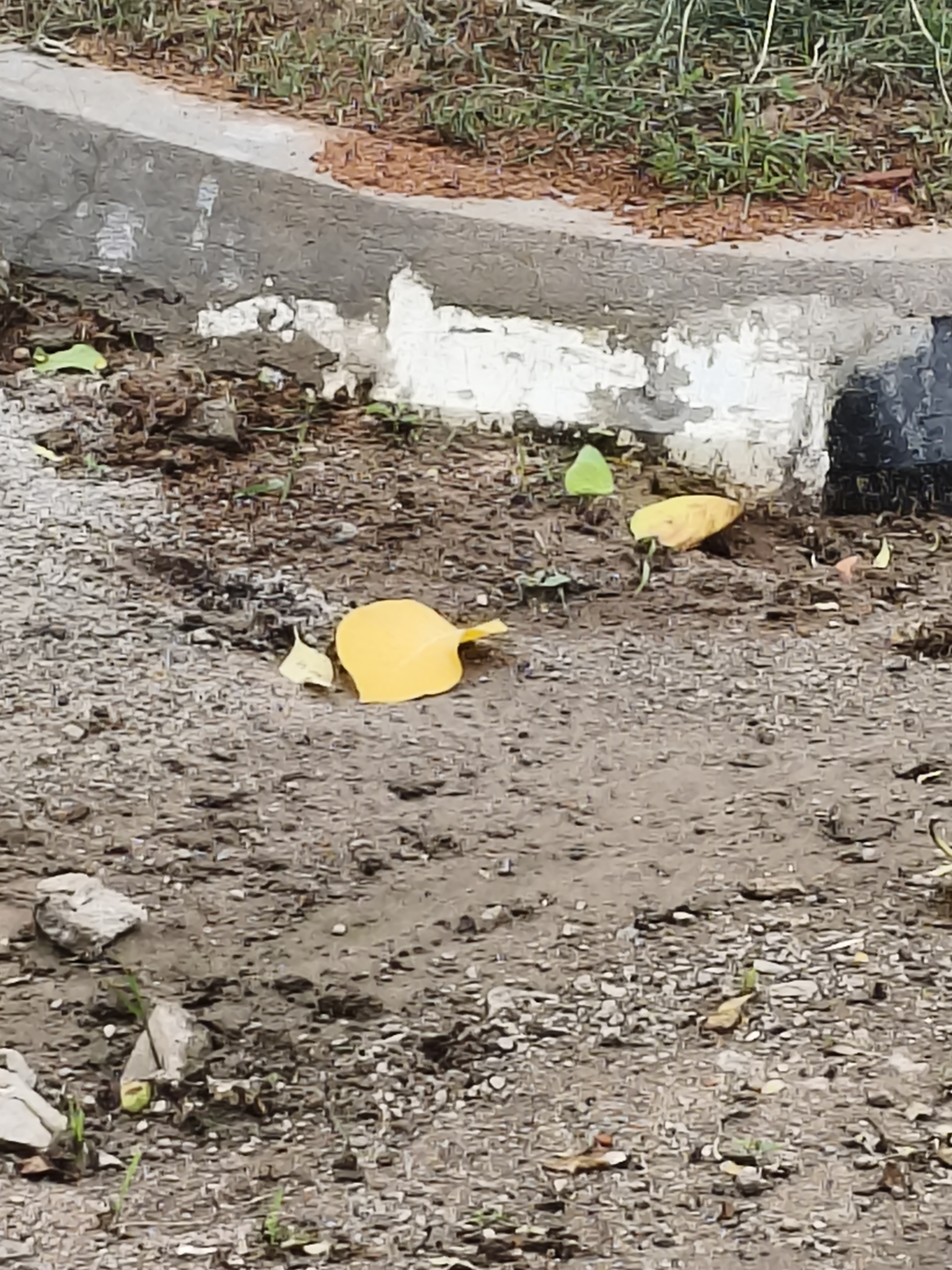 Lemon Emigrant