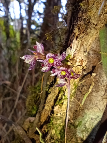 Bulbophyllum aubrevillei Bosser