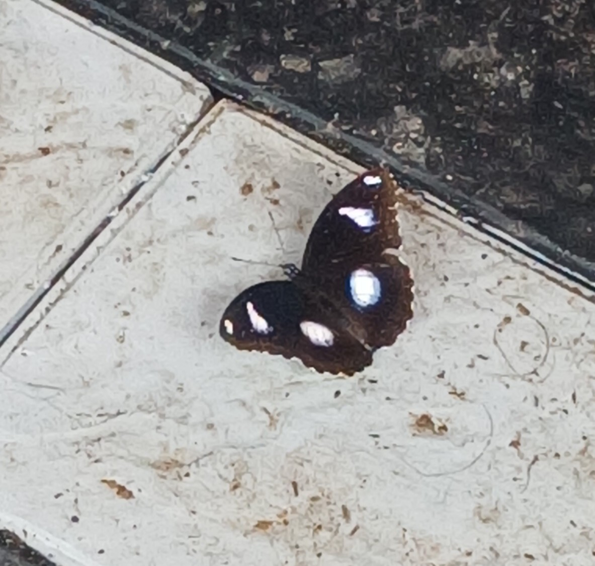 Great Eggfly