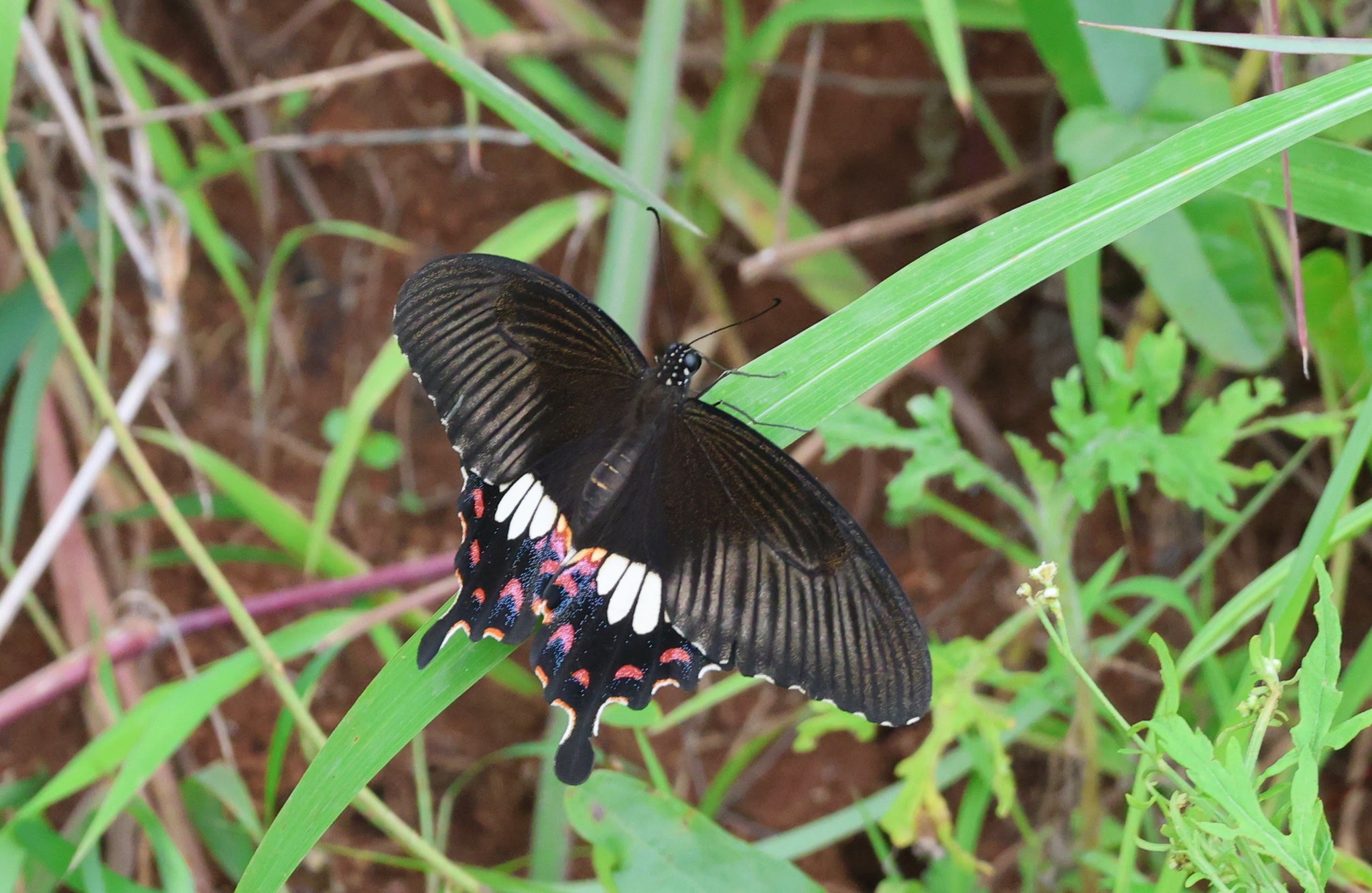 Common Mormon