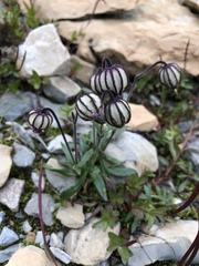 Silene uralensis uralensis