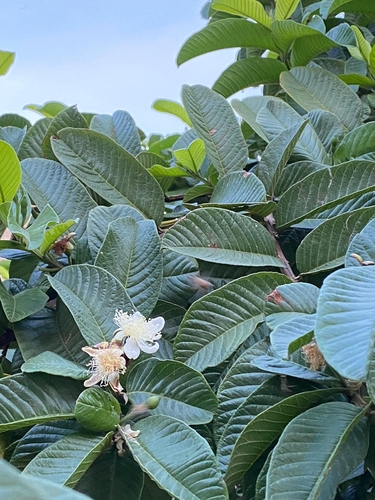 Common guava