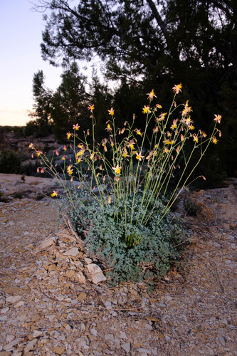 oil shale columbine (Aquilegia barnebyi)