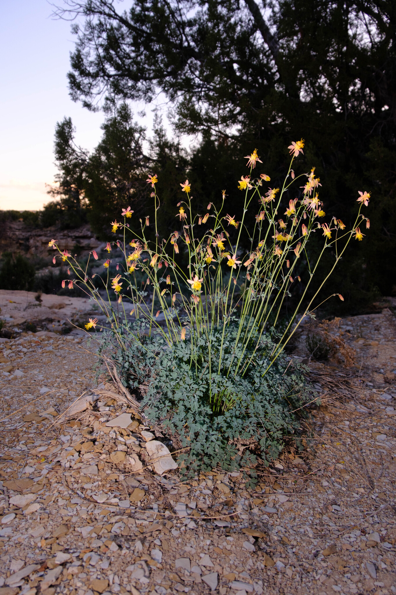 Aquilegia barnebyi