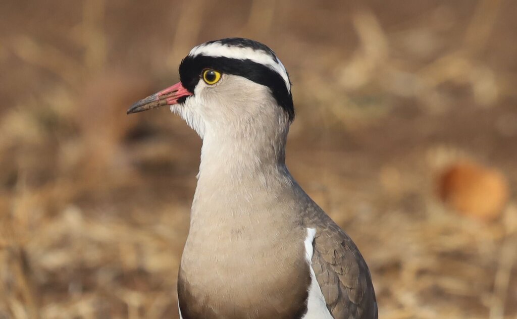 Crowned Lapwing