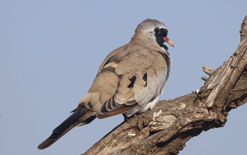Tórtola rabilarga (Oena capensis)