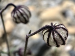 Silene uralensis uralensis