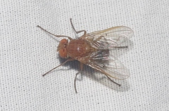 Ormia ochracea