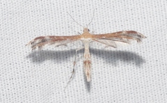 Dejongia californicus