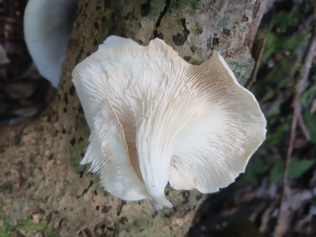 Omphalotus nidiformis · June 2025 · photo: © claire_grace83 (iNaturalist, cc-by)