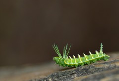 Syssphinx heiligbrodti