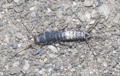 Allacrotelsa spinulata