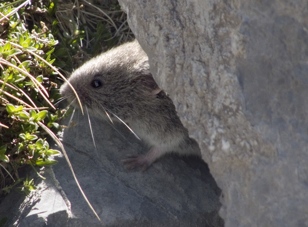 Snow Voles