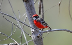 Epthianura tricolor