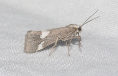 Cisthene liberomacula