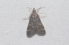 Loxostegopsis xanthocrypta