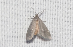 Cisthene liberomacula