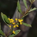 Acacia dorothea - Photo (c) Reiner Richter, algunos derechos reservados (CC BY-NC-SA), subido por Reiner Richter