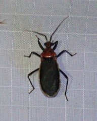 Rhiginia cinctiventris