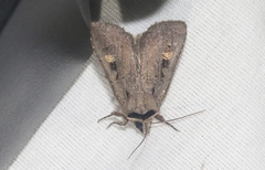 Adelphagrotis indeterminata