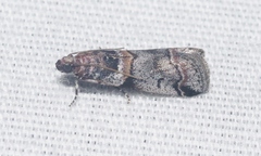 Acrobasis tricolorella
