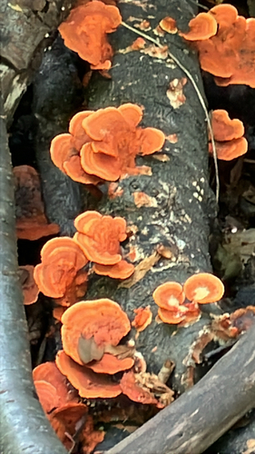 Trametes coccinea