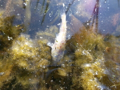 Ameiurus nebulosus