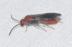 Sphaeropthalma unicolor