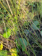 Eleocharis equisetoides