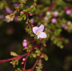 Boronia microphylla