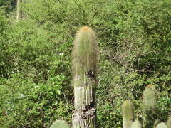 Cephalocereus polylophus