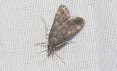 Loxostegopsis xanthocrypta