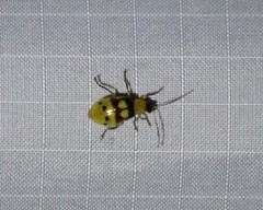 Paranapiacaba connexa