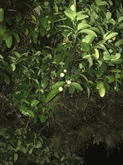 Ximenia americana
