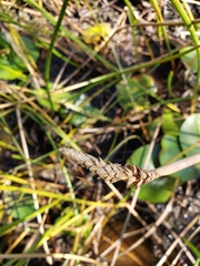 Eleocharis equisetoides