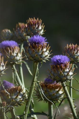 Spanish artichoke