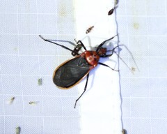 Rhiginia cinctiventris