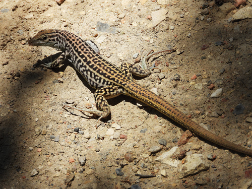 Colorado Checkered Whiptail